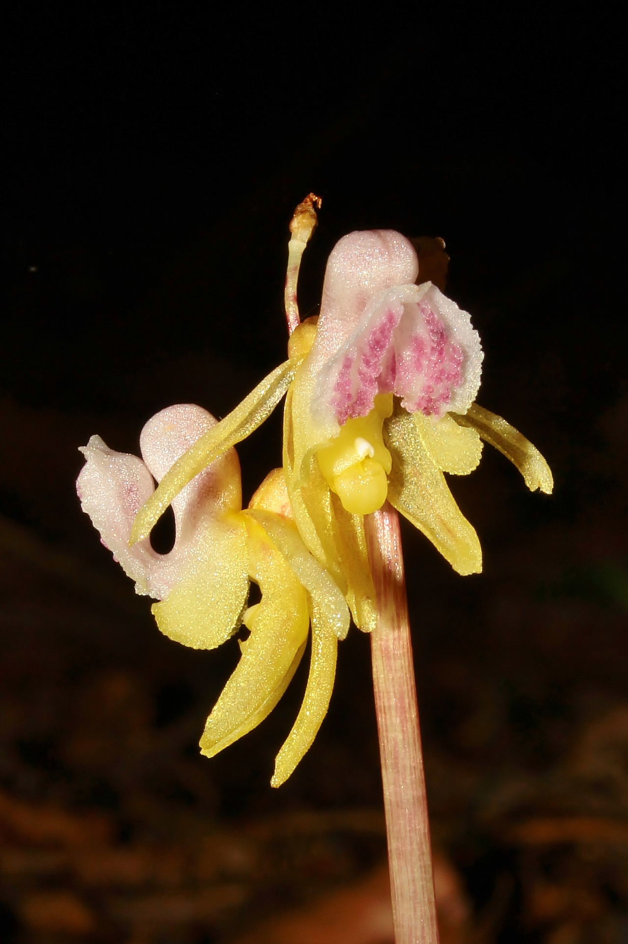 Epipogium aphyllum Sw.